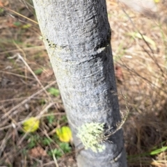 Brachychiton populneus at Majura, ACT - 30 Oct 2023 11:14 AM