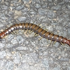 Cormocephalus aurantiipes (Orange-legged Centipede) at Dunlop, ACT - 30 Oct 2023 by LD12