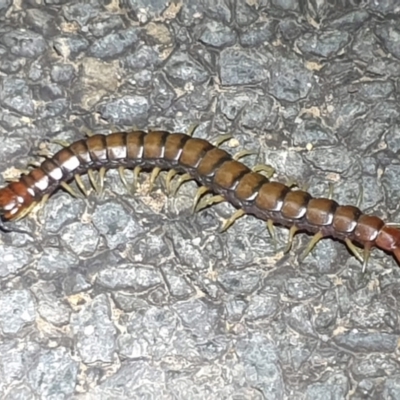 Cormocephalus aurantiipes (Orange-legged Centipede) at Dunlop, ACT - 30 Oct 2023 by LD12