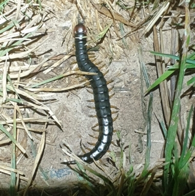 Cormocephalus sp.(genus) (Scolopendrid Centipede) at Dunlop, ACT - 30 Oct 2023 by LD12