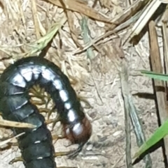 Cormocephalus sp.(genus) at Dunlop, ACT - 30 Oct 2023