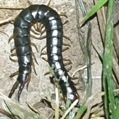 Cormocephalus sp.(genus) at Dunlop, ACT - 30 Oct 2023