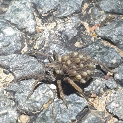 Lycosidae (family) (Unidentified wolf spider) at Dunlop, ACT - 30 Oct 2023 by LD12