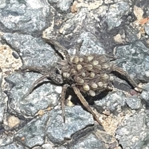 Lycosidae (family) at Dunlop, ACT - 30 Oct 2023 08:38 PM