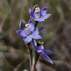 Thelymitra peniculata (Blue Star Sun-orchid) at QPRC LGA - 30 Oct 2023 by Csteele4