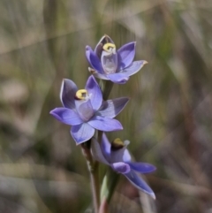 Thelymitra peniculata at QPRC LGA - suppressed