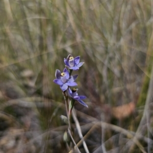 Thelymitra peniculata at QPRC LGA - suppressed