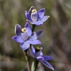 Thelymitra peniculata at QPRC LGA - suppressed