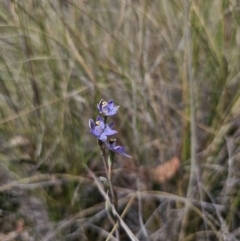 Thelymitra peniculata at QPRC LGA - suppressed