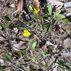 Goodenia hederacea subsp. hederacea (Ivy Goodenia, Forest Goodenia) at Majura, ACT - 29 Oct 2023 by abread111