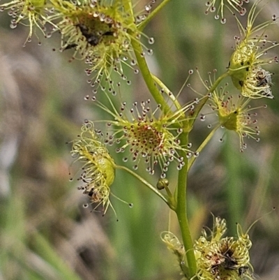 Drosera gunniana (Pale Sundew) at The Pinnacle - 23 Oct 2023 by sangio7