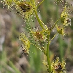 Drosera gunniana (Pale Sundew) at The Pinnacle - 23 Oct 2023 by sangio7