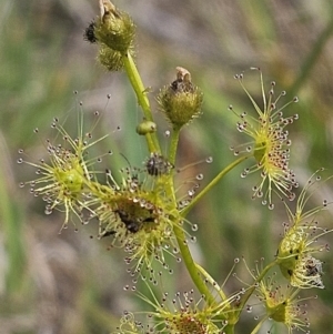 Drosera gunniana at Belconnen, ACT - 23 Oct 2023 11:02 AM