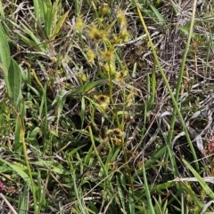 Drosera gunniana at Belconnen, ACT - 23 Oct 2023 11:02 AM