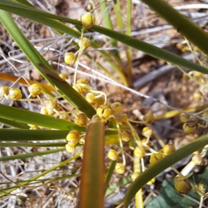 Lomandra filiformis subsp. coriacea at Majura, ACT - 29 Oct 2023