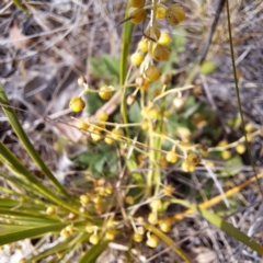 Lomandra filiformis subsp. coriacea at Majura, ACT - 29 Oct 2023
