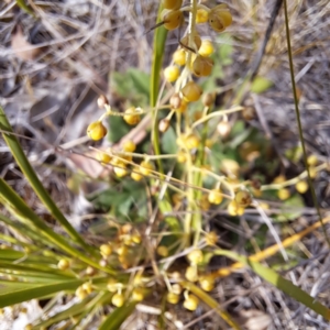 Lomandra filiformis subsp. coriacea at Majura, ACT - 29 Oct 2023 04:06 PM