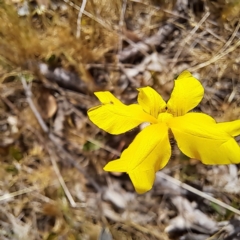 Goodenia pinnatifida (Scrambled Eggs) at Majura, ACT - 29 Oct 2023 by abread111