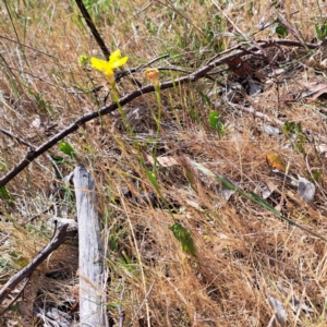 Goodenia pinnatifida at Majura, ACT - 29 Oct 2023