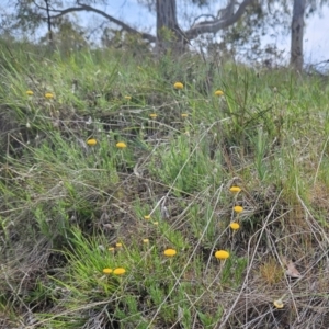 Leptorhynchos squamatus subsp. squamatus at Belconnen, ACT - 23 Oct 2023 10:15 AM