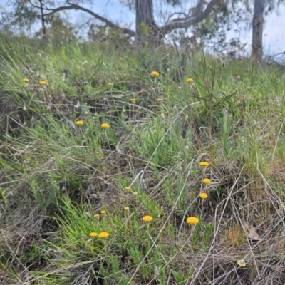 Leptorhynchos squamatus subsp. squamatus (Scaly Buttons) at Belconnen, ACT - 22 Oct 2023 by sangio7