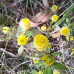 Trifolium campestre (Hop Clover) at Mount Majura - 29 Oct 2023 by abread111