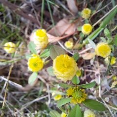 Trifolium campestre (Hop Clover) at Majura, ACT - 29 Oct 2023 by abread111