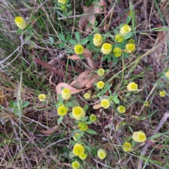 Trifolium campestre at Majura, ACT - 29 Oct 2023 04:21 PM