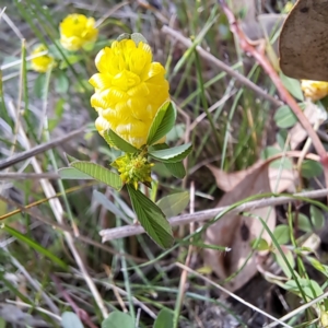 Trifolium campestre at Majura, ACT - 29 Oct 2023 04:21 PM