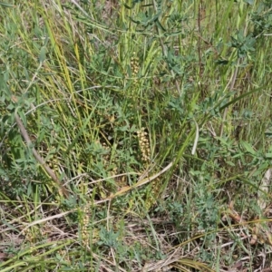 Lomandra filiformis subsp. coriacea at Belconnen, ACT - 23 Oct 2023