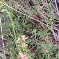 Haloragis heterophylla (Variable Raspwort) at Mount Majura - 29 Oct 2023 by abread111