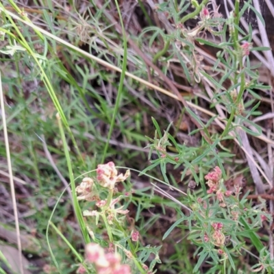 Haloragis heterophylla (Variable Raspwort) at Mount Majura - 29 Oct 2023 by abread111