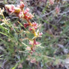 Haloragis heterophylla at Majura, ACT - 29 Oct 2023 04:26 PM