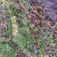 Haloragis heterophylla at Majura, ACT - 29 Oct 2023 04:26 PM