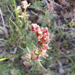 Haloragis heterophylla at Majura, ACT - 29 Oct 2023 04:26 PM