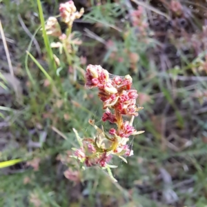 Haloragis heterophylla at Majura, ACT - 29 Oct 2023 04:26 PM