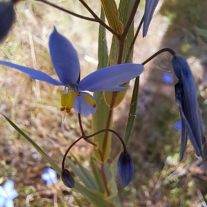 Stypandra glauca at Majura, ACT - 29 Oct 2023