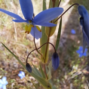 Stypandra glauca at Majura, ACT - 29 Oct 2023