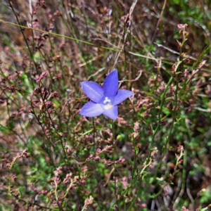 Wahlenbergia stricta subsp. stricta at Majura, ACT - 29 Oct 2023
