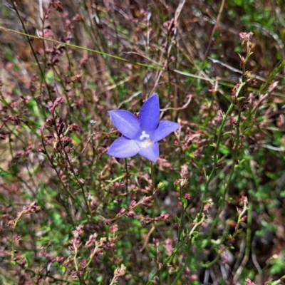 Wahlenbergia stricta subsp. stricta (Tall Bluebell) at Mount Majura - 29 Oct 2023 by abread111