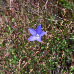 Wahlenbergia stricta subsp. stricta (Tall Bluebell) at Majura, ACT - 29 Oct 2023 by abread111
