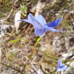 Wahlenbergia stricta subsp. stricta at Majura, ACT - 29 Oct 2023 04:36 PM