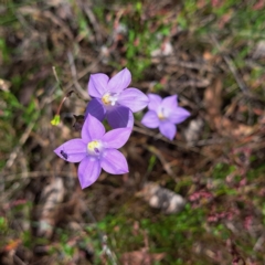 Wahlenbergia stricta subsp. stricta at Majura, ACT - 29 Oct 2023 04:36 PM