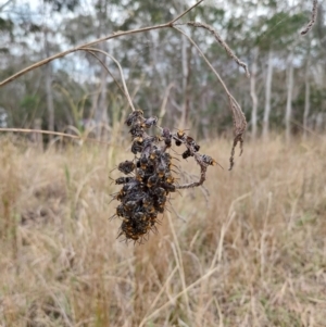 Lipotriches (Austronomia) australica at Dapto, NSW - 30 Oct 2023