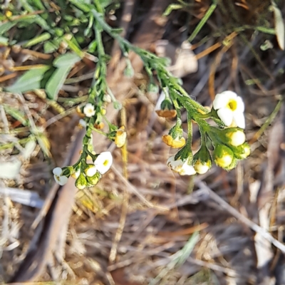 Hackelia suaveolens (Sweet Hounds Tongue) at Majura, ACT - 29 Oct 2023 by abread111