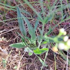 Hackelia suaveolens at Majura, ACT - 29 Oct 2023 05:01 PM