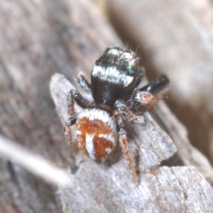 Pellenes bitaeniatus at Rendezvous Creek, ACT - 29 Oct 2023 03:26 PM