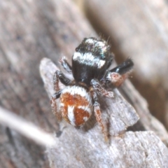 Pellenes bitaeniatus (A jumping spider) at Rendezvous Creek, ACT - 29 Oct 2023 by Harrisi