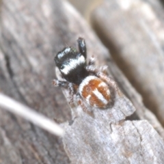 Pellenes bitaeniatus at Rendezvous Creek, ACT - 29 Oct 2023 03:26 PM