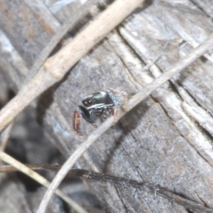 Pellenes bitaeniatus at Rendezvous Creek, ACT - 29 Oct 2023 03:26 PM